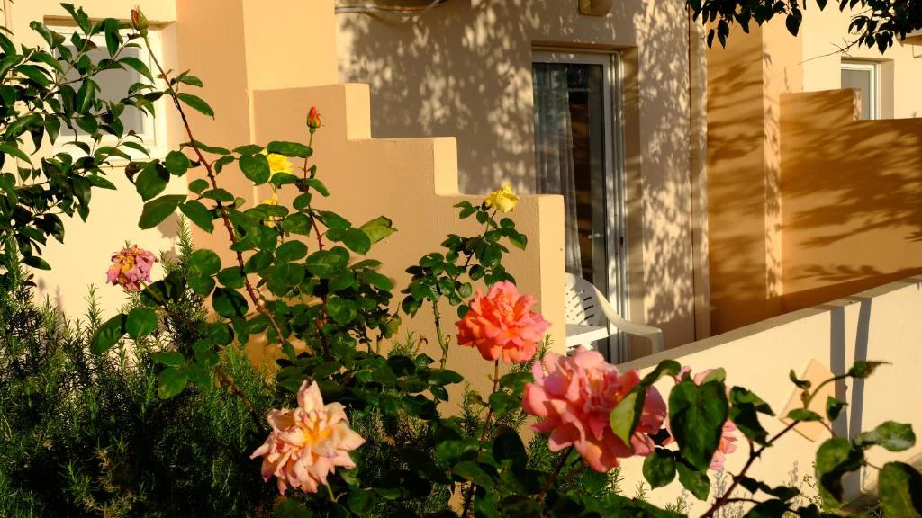 Roses beside the terrace