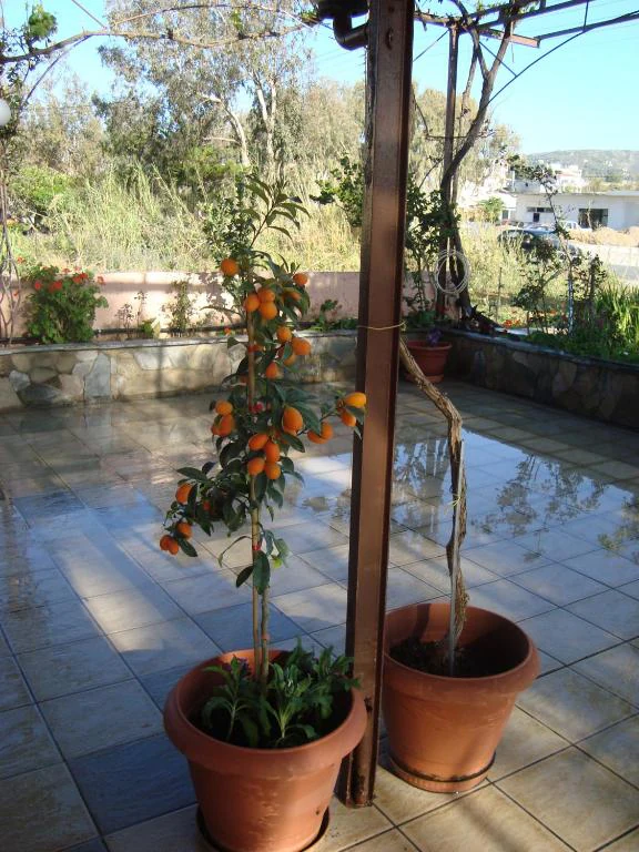 Potted plants on the terrace